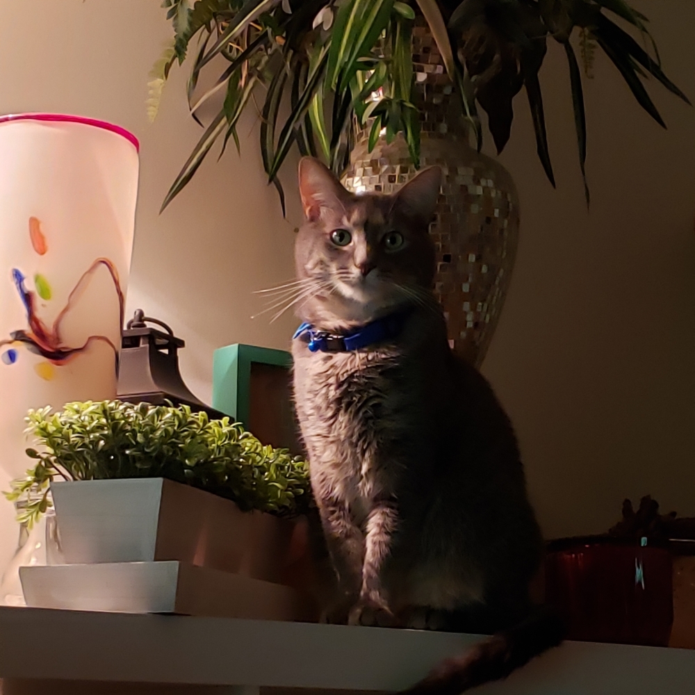 RESCUE KENTUCKY - Picture 15 of 17